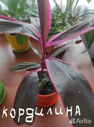 Комнатные домашние растения