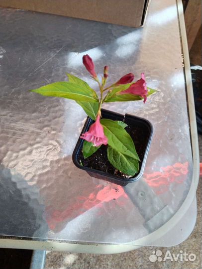 Вейгела 4 сорта