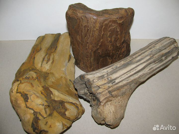 Окаменелое дерево (в коллекцию)