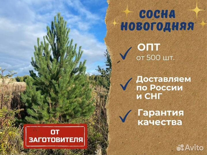 Качественные новогодние сосны оптом от заготовителя