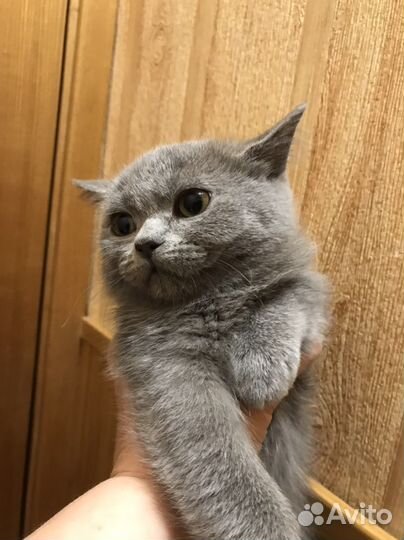 Экзотическая короткошерстная кошка