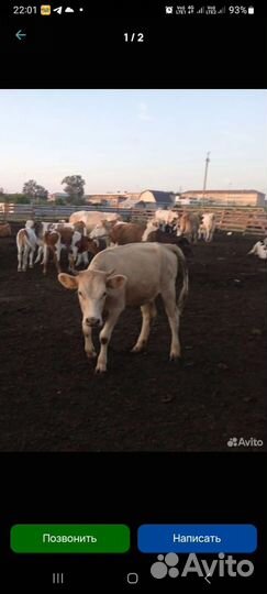 Тёлочка 1,5 года