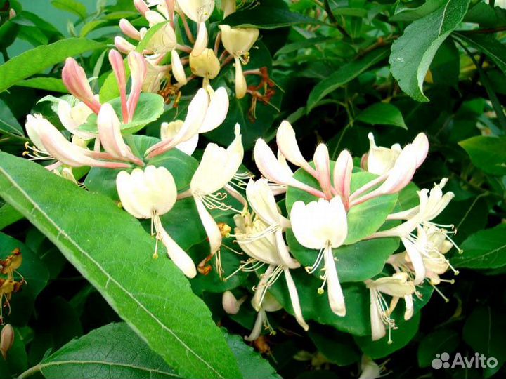 Жимолость Каприфоль