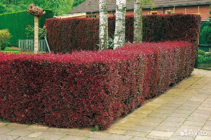 Дерен красный