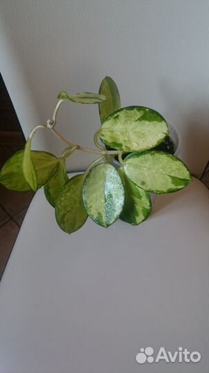 Хойя аустралис лиза