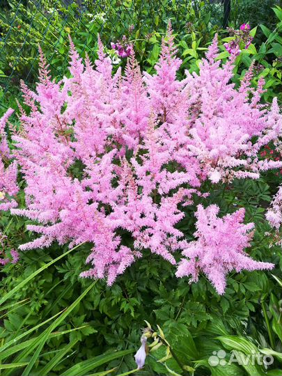 Астильбы 3 сорта