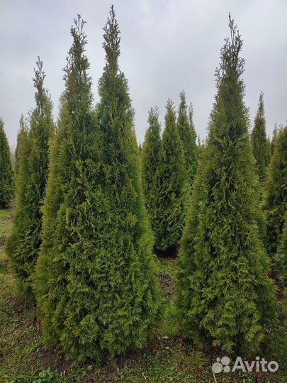 Туя смарагд