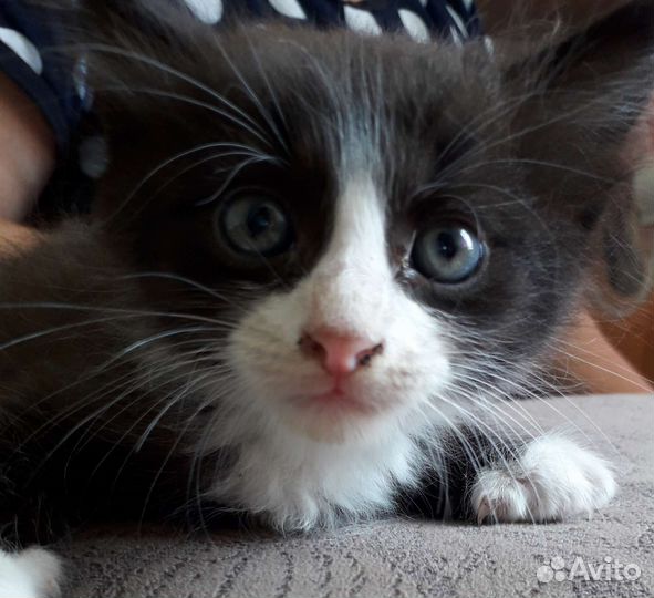 Кошка в дар