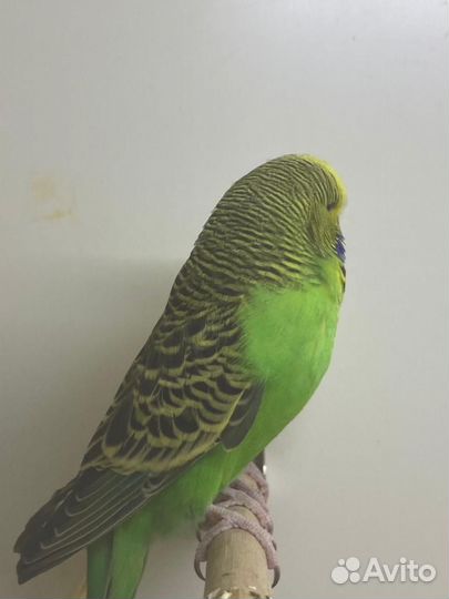 Самка 5 месяц