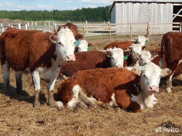 Работник на ферму. Животновод. Семья