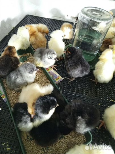 Цыплята джейсерский гигант