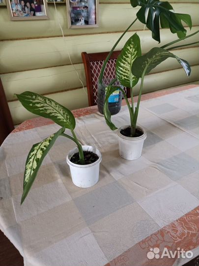 Дифенбахия Тропик Сноу