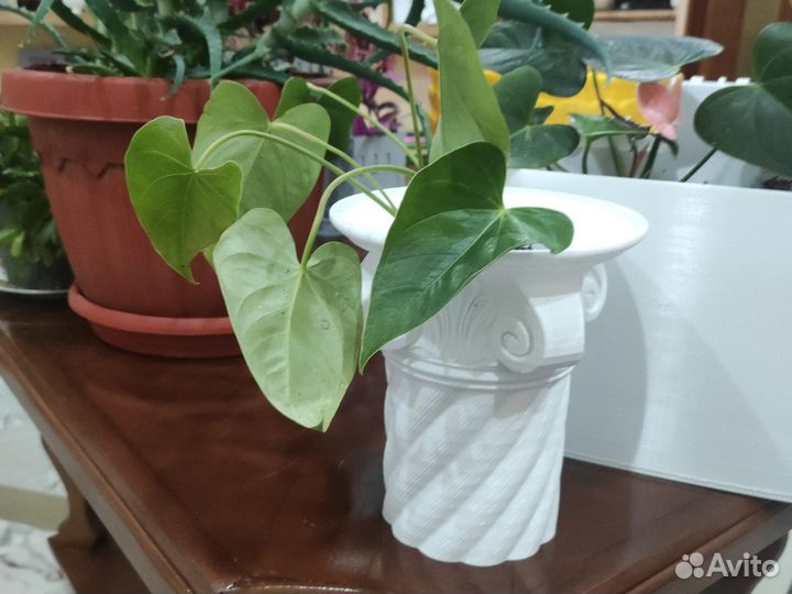 Алоэ лечебный 3х летний, антуриум, декабрист и т.д