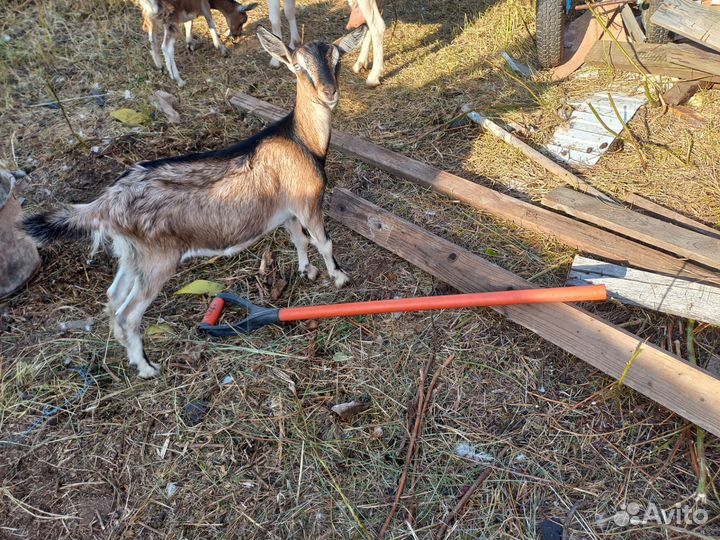 Козы молодые