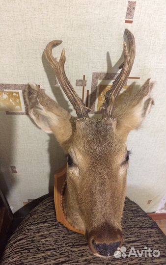 Чучело головы косули