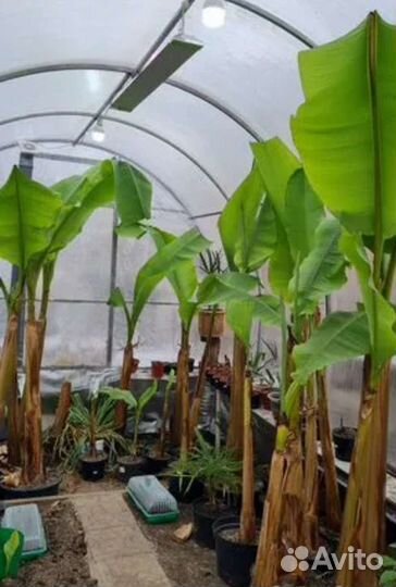 Банан Японский, банановая пальма, банан Тропикана