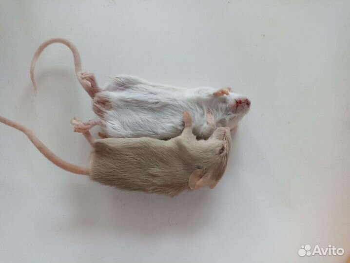 Мыши/крысы/перепела кормовые