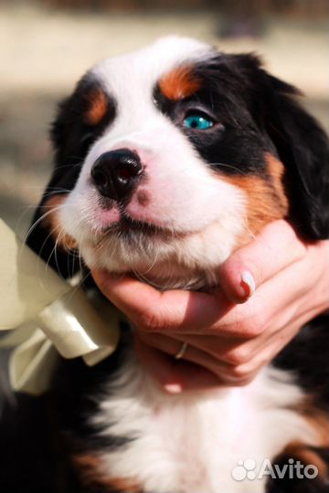 Фотограф-анималист