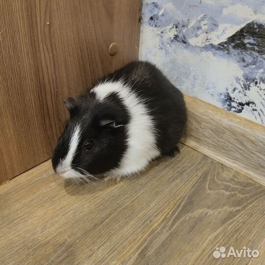 Морская свинка с клеткой