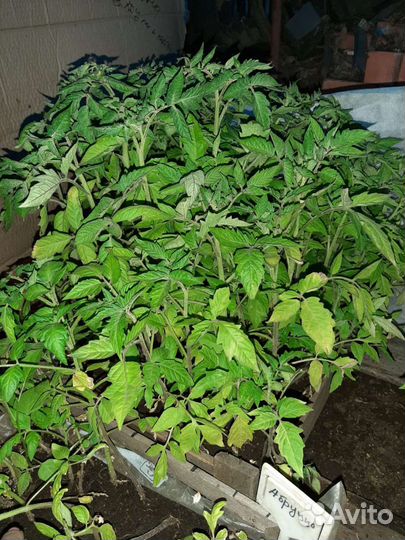 Рассада помидор и перцев