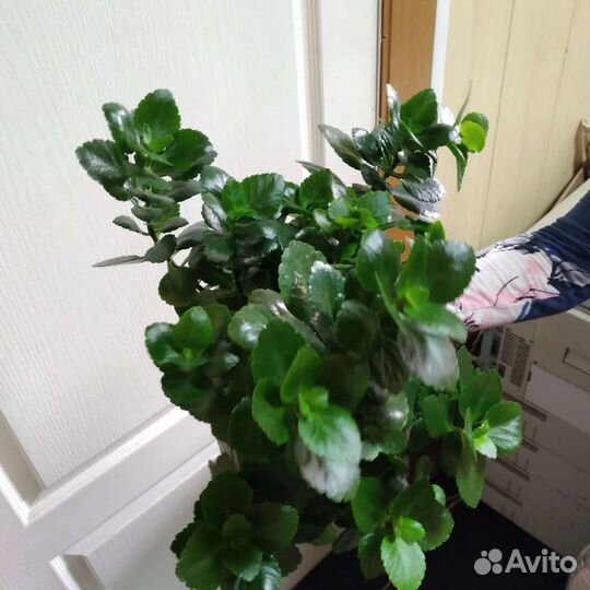 Каланхоэ цветущий