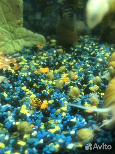 Улитки аквариумные - Ампулярии