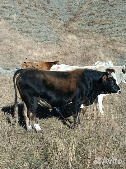 Бычки телята