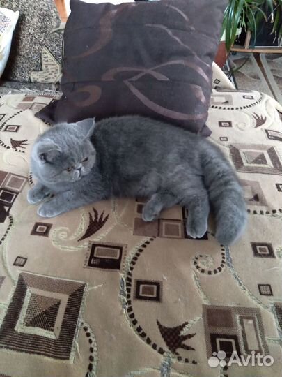 Персидские котята