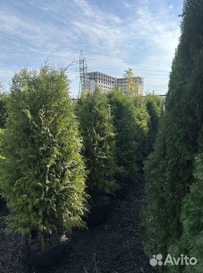 Саженцы Туя Брабант из питомника