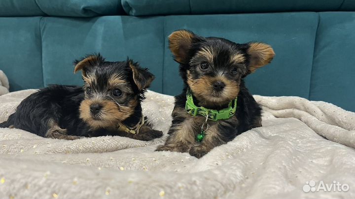 Йоркширский терьер мини щенки
