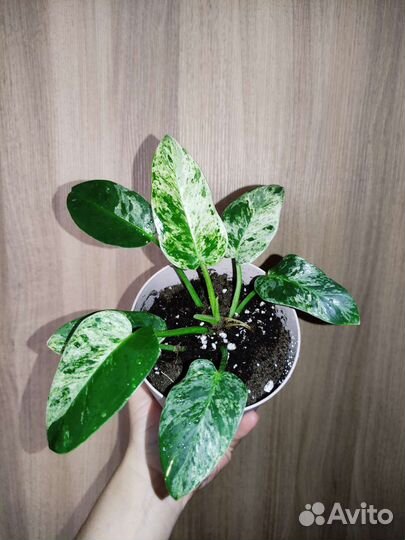 Филодендрон Биркин, Гигантум