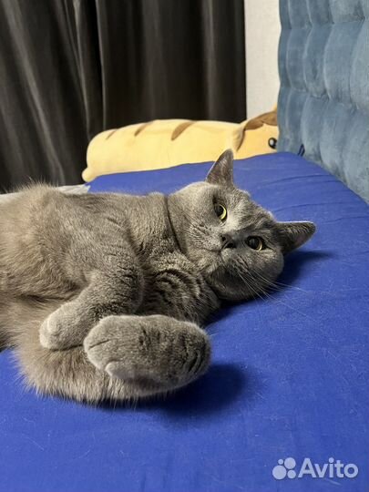 Британский кот в добрые руки