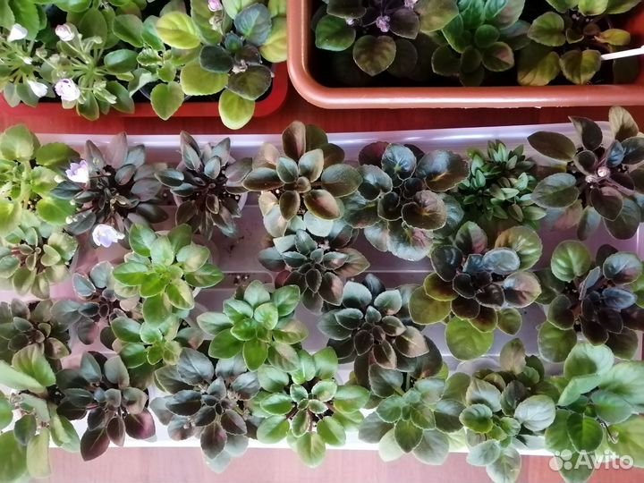 Сортовые фиалки мини