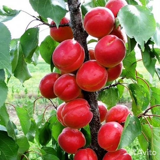 Абрикос Красный Партизан саженцы