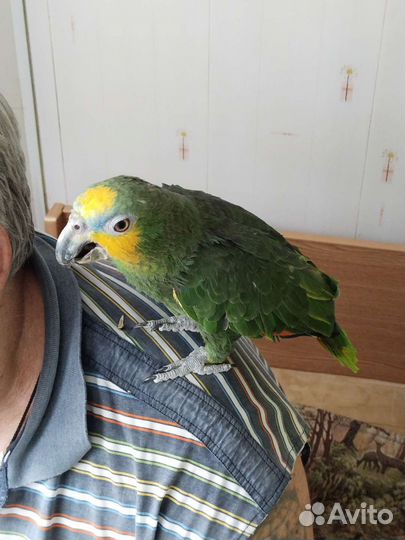 Попугай Венесуэльский амазон