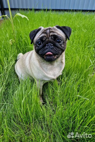 Щенки мопса