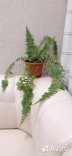 Папоротник