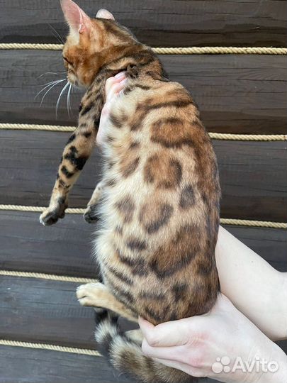 Бенгальский котик