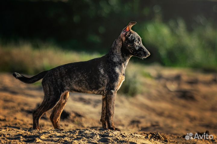 Голая собака в шерсти ксолоитцкуинтли