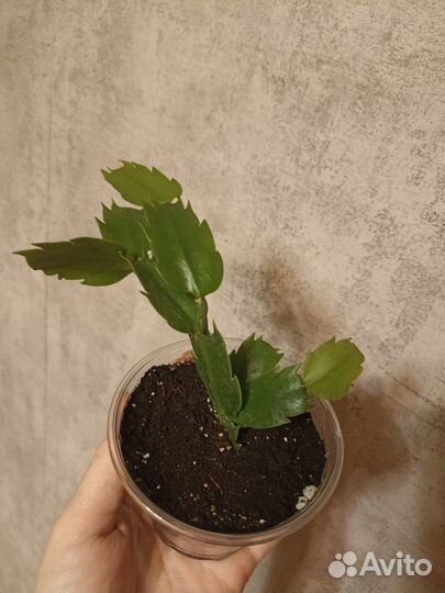 Декабрист шлюмбергера белый