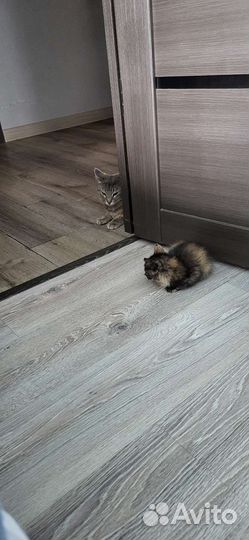 Отдам котёнка