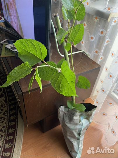 Садовый многолетник