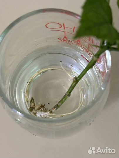 Гибискус Яблоневый цвет