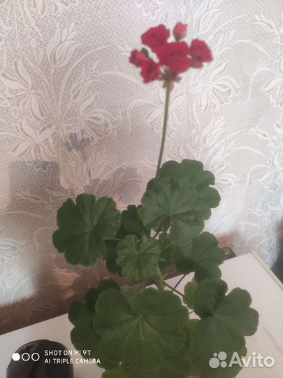 Герань пеларгония