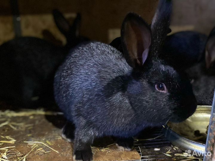 Кролики полтавское серебро