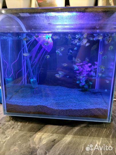 Рыбка сапфировый попугай