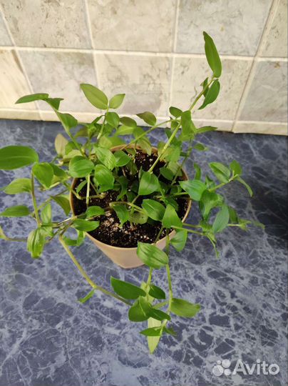 Традесканция