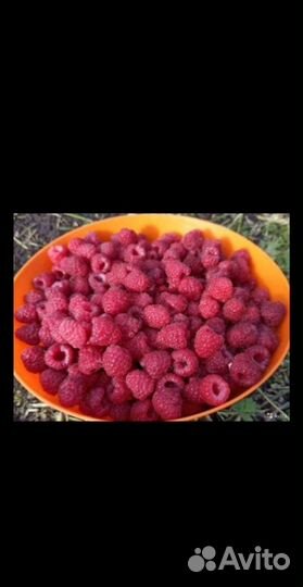 Растения для сада