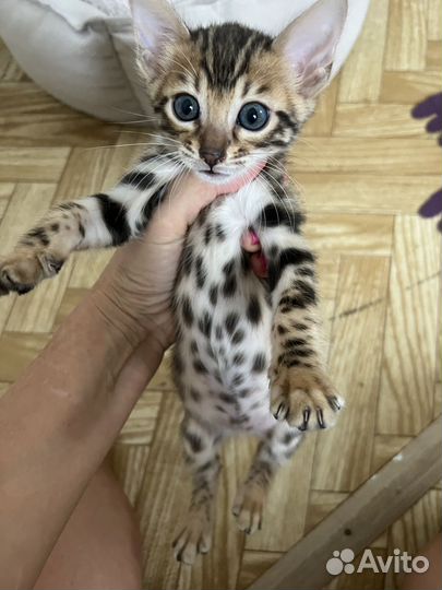 Бенгальская