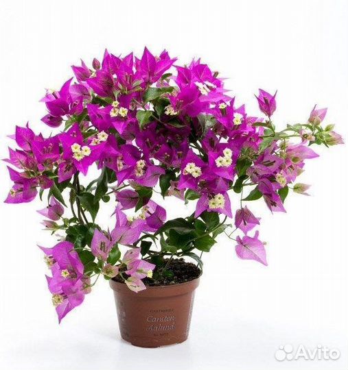 Камбрия;Дендробиум нобиле;Бугенвеллия-3 сорта